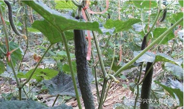 黄瓜嫁接方法三种方法通知你