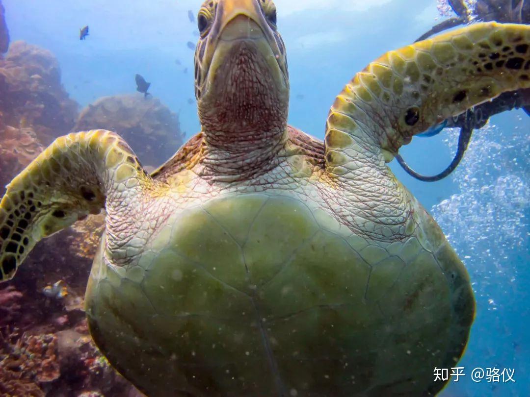 绿海龟。图/骆仪会憋气睡觉,也很容易窒息有一个广泛的误解是,绿海龟得