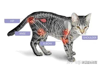 容易被忽略的宠物老年病之 猫骨关节炎 知乎