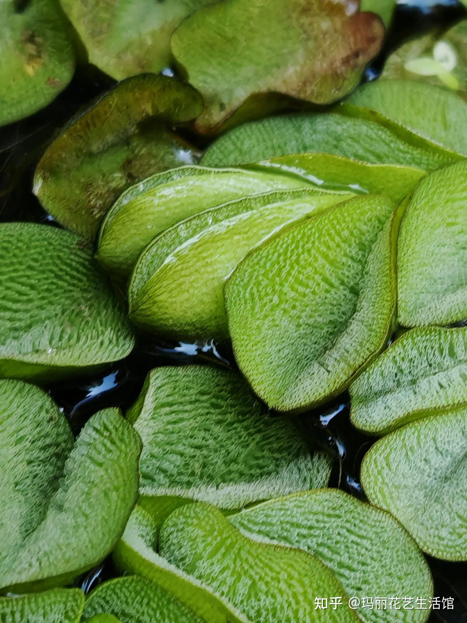 漂浮植物槐叶萍,可净化水质,轻松打造水生生态鱼缸 - 知乎