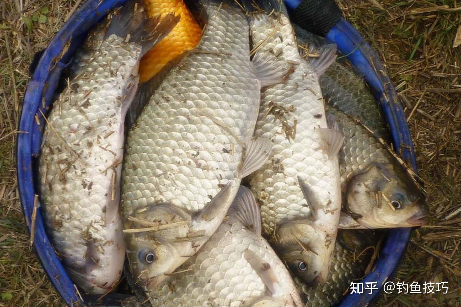 鯽魚最喜歡什麼味型的食物釣鯽魚的魚餌味型選擇方法