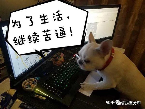 网络热梗“细狗”背后的故事 - 知乎