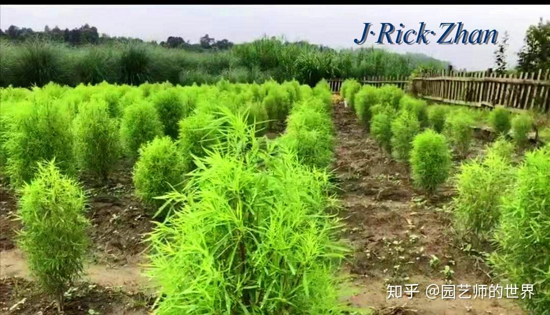 人认识到地肤花海将是一个新的发展契机开始尝试种植但最终效果不理想