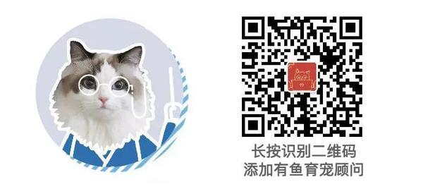 有鱼课堂 给猫驱虫 没那么复杂 知乎