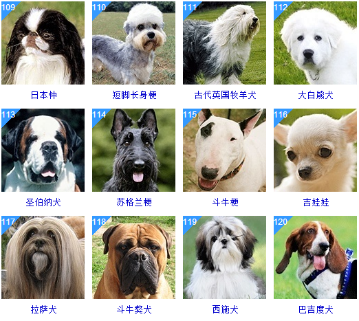 178种狗狗品种大全，原来按体型智商都是这么分！ 知乎 