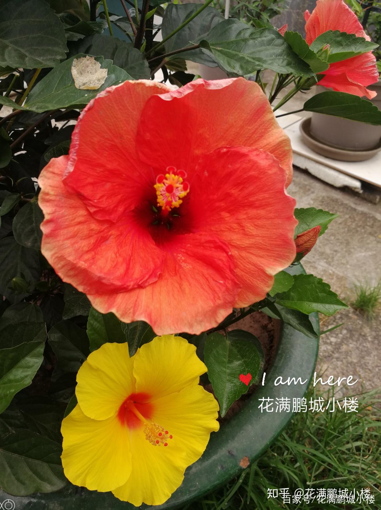 朱瑾花——花大艳丽又皮实耐晒 - 知乎