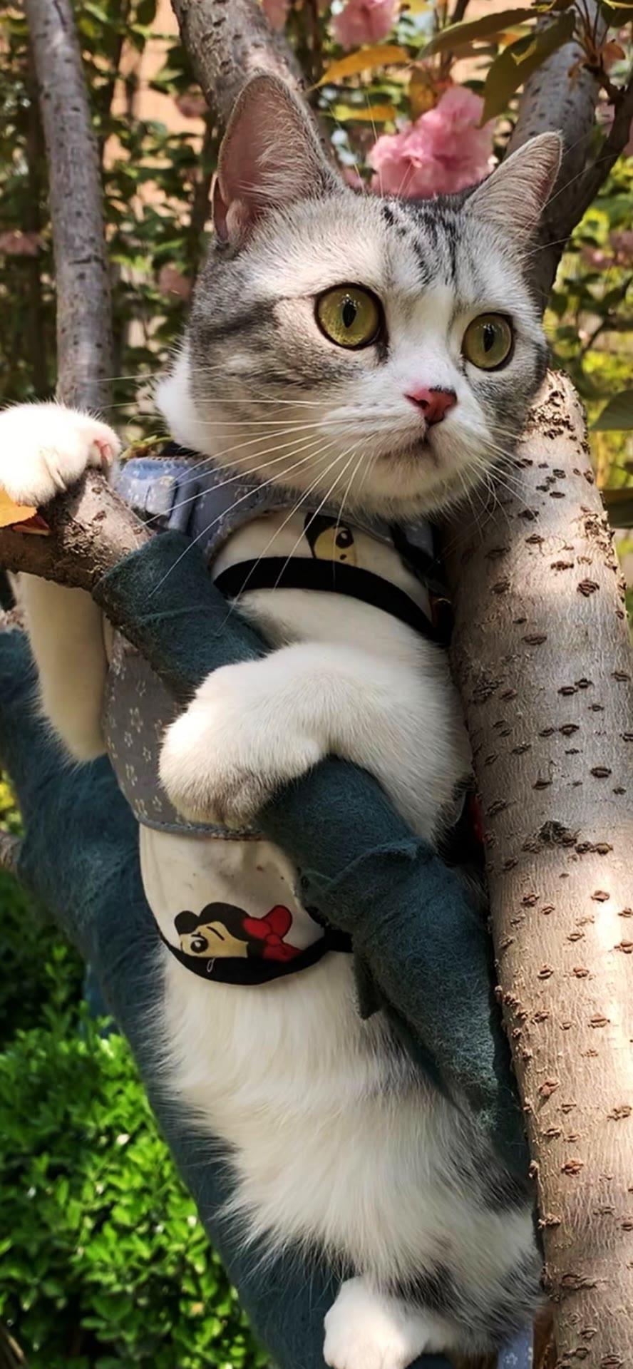 有没有好看的猫咪壁纸或头像