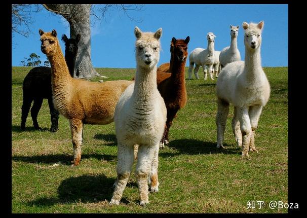 草泥马是alpaca还是llama两者的区别主要是什么