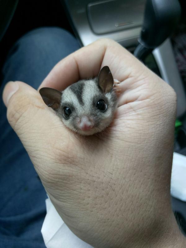 蜜袋鼯,应该算常见的吧～ 挺多人用来当宠物了