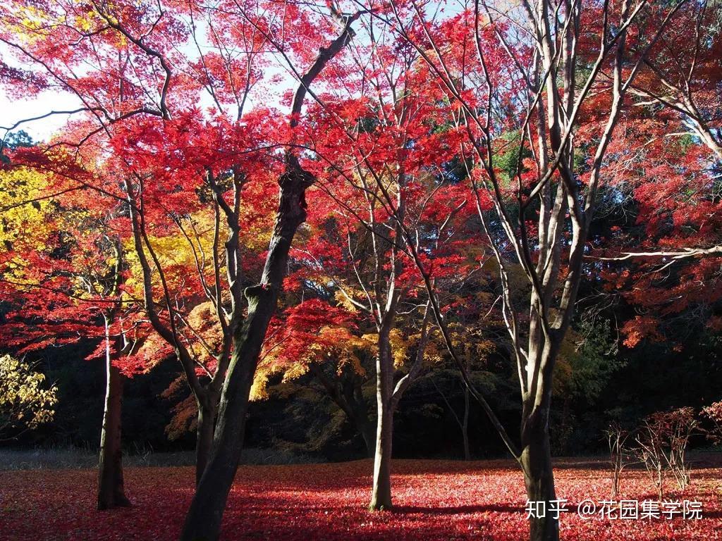 看世界 | 日本20个经典枯山水庭院，带你感受日式庭院经典之美 - 知乎