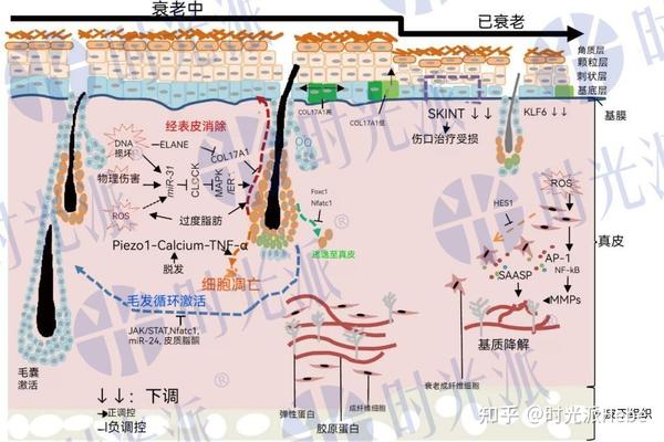 重磅首发|清北、中科院等二十余高等学府全方位深度狙击衰老 - 知乎