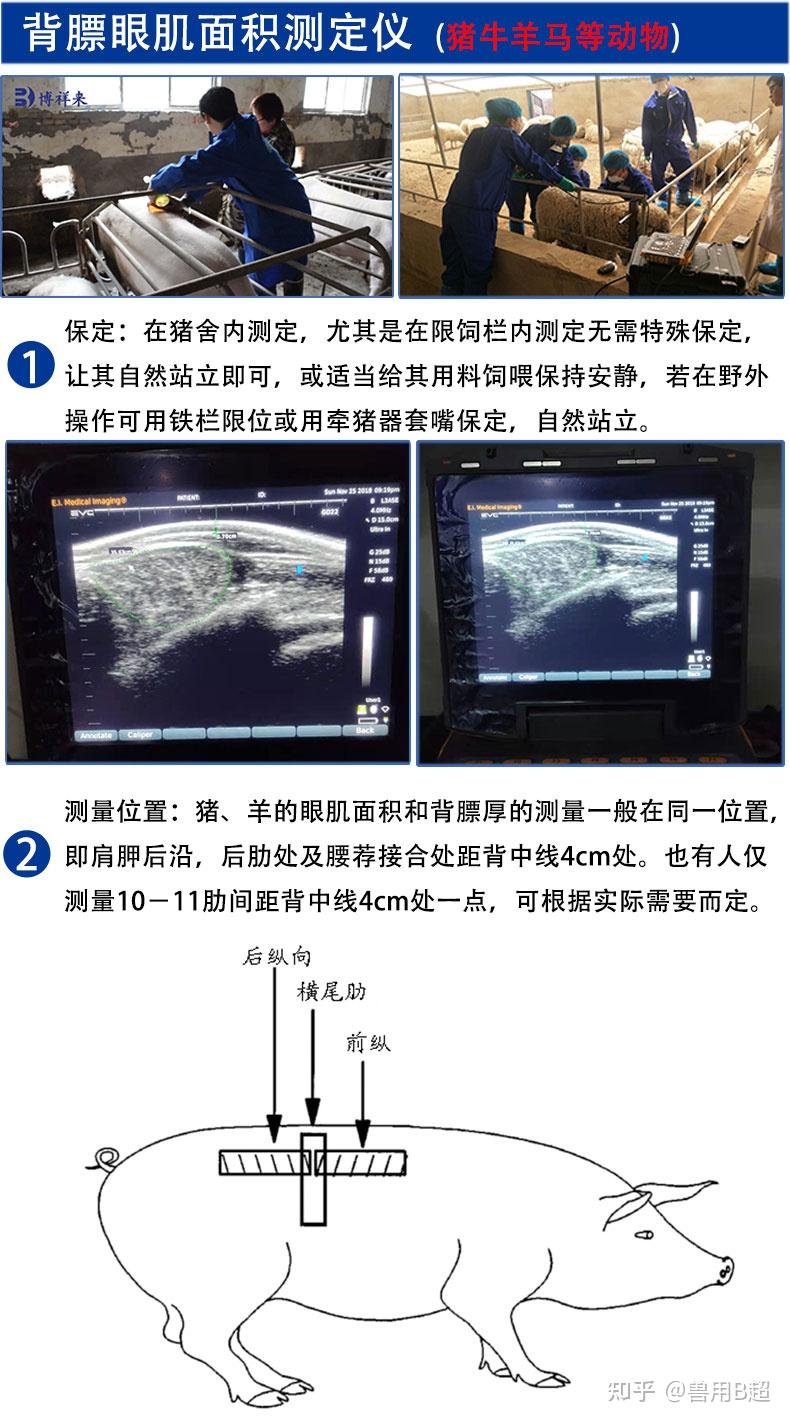 种猪背膘眼肌面积测定仪使用方法