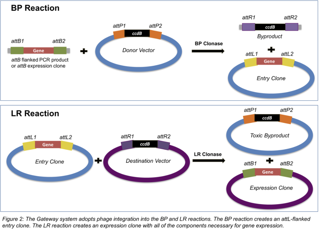 gateway与分子克隆