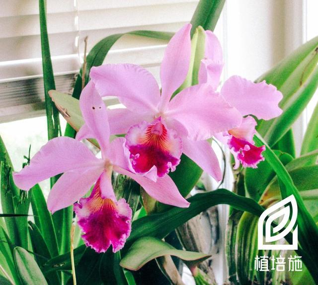 「植培施」卡特兰Cattleya labiata 热带附生兰栽培手册 - 知乎