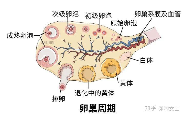卵泡为什么成熟不了?这6个因素在捣乱! - 知乎