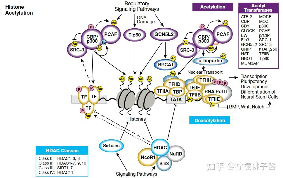 总结 | 一文带你了解蛋白质乙酰化修饰及其研究 - 知乎