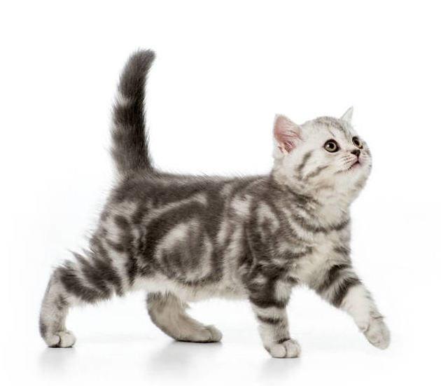 (经典的虎斑银纹美国短毛猫)●句号式或阿比西尼亚式全身是浅色小斑纹