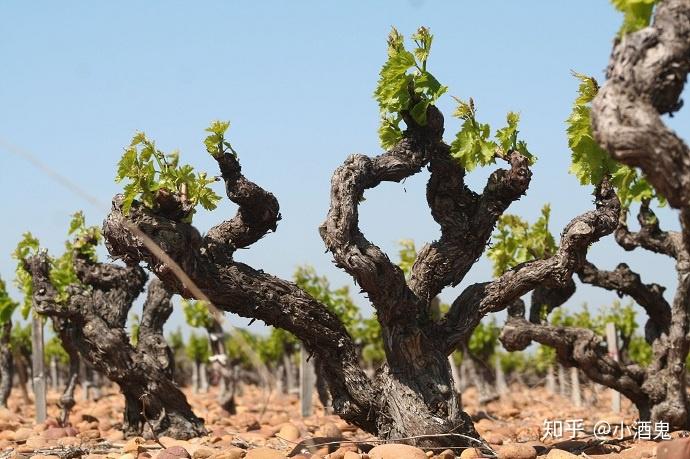 老藤葡萄酒的那些事