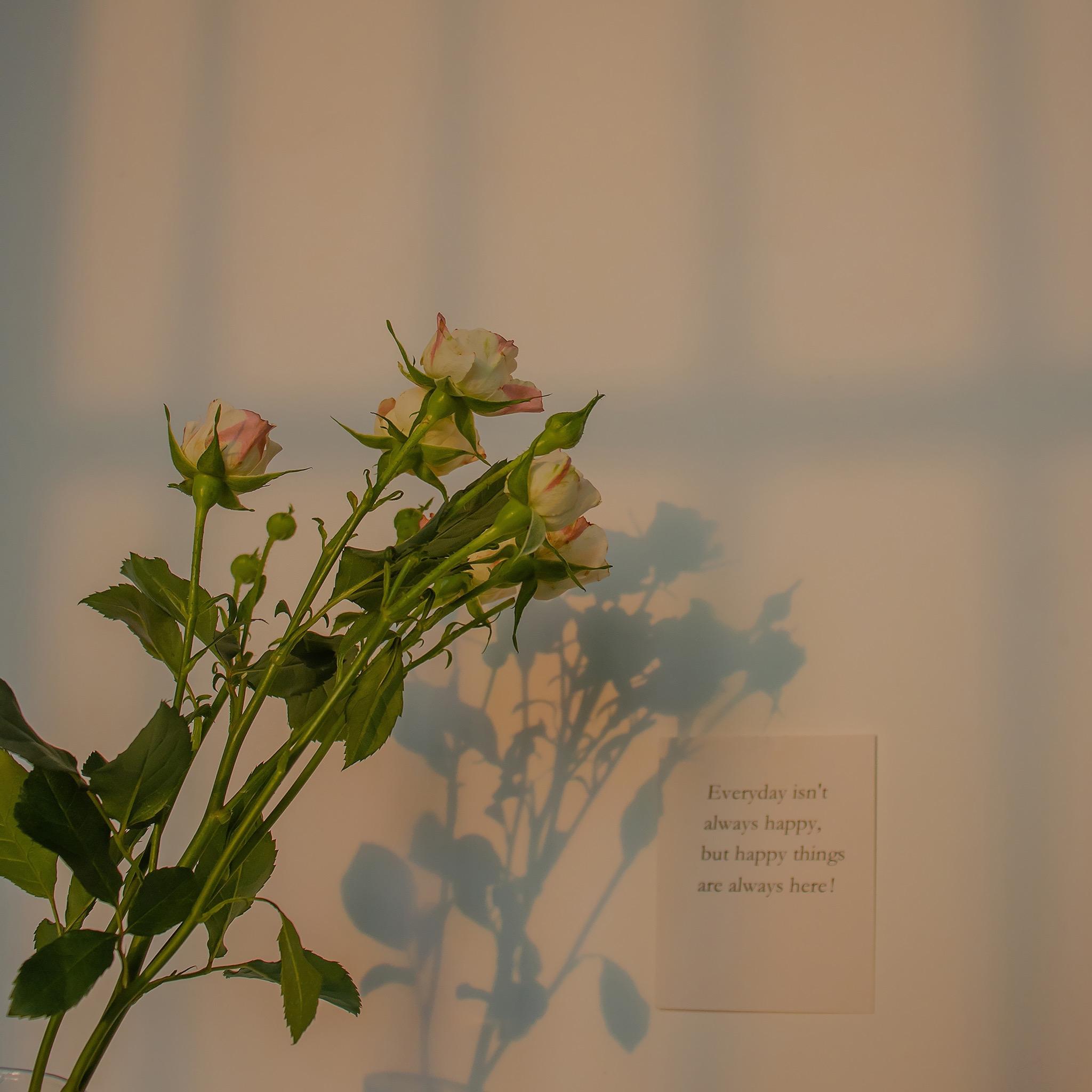 想康康大家的ipad壁纸可以分享一波吗