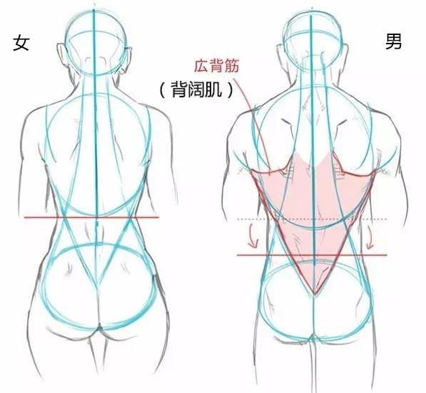 男女画法差异篇 画女硬说男 怕是你还不知道男女之间有这些不同吧 知乎