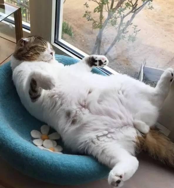 这睡相一看就不是正经喵