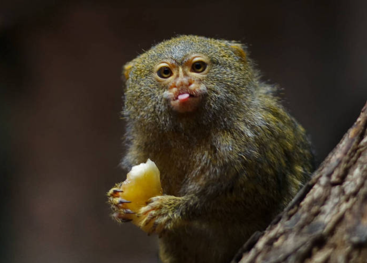 世上最小的猴子 南美洲树林间蹿跳自如 人们称它为“松鼠猴”