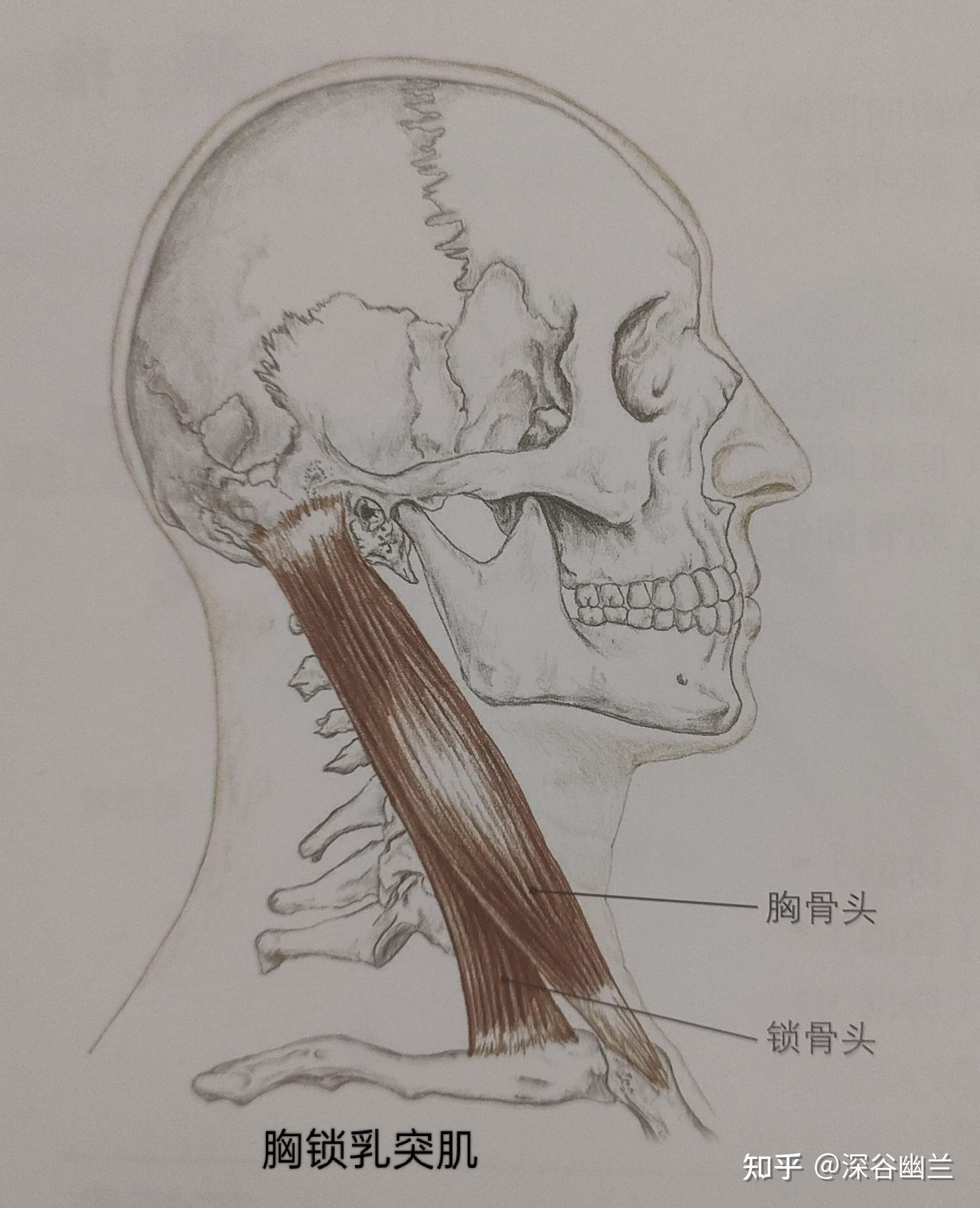 头夹肌和颈夹肌起止点图片