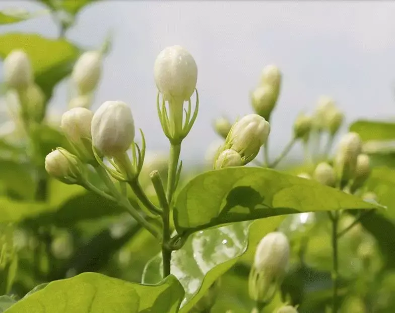 茉莉花茶未解之謎一產地在哪裡和什麼時間上市