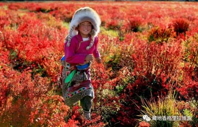 香格里拉10大必游景点“老司机”都去过,你走过几个?-香格里拉必看景点