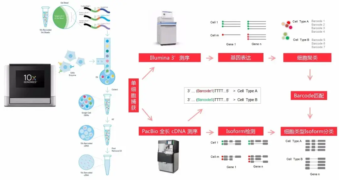 新品上线 10x Genomics单细胞全长转录组测序 知乎