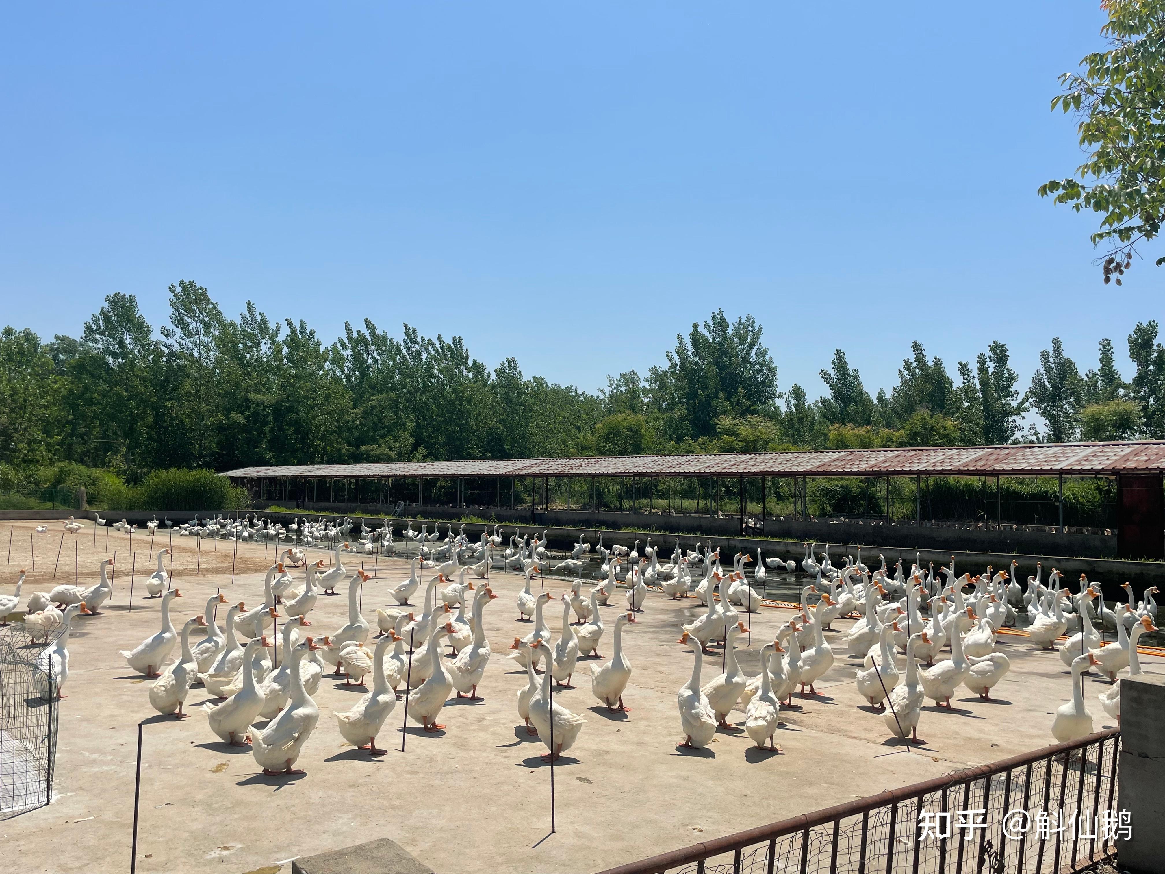 斛仙鹅养殖基地实拍,六安大白鹅闪亮登场 - 知乎