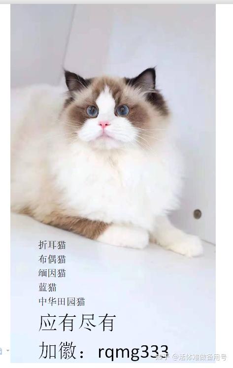 养猫需要花费多少钱 知乎