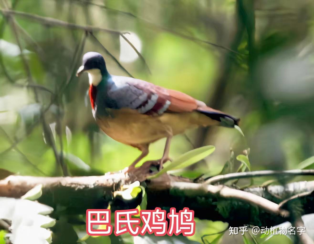 99图带你走进鸠鸽科鸟类的世界 - 知乎
