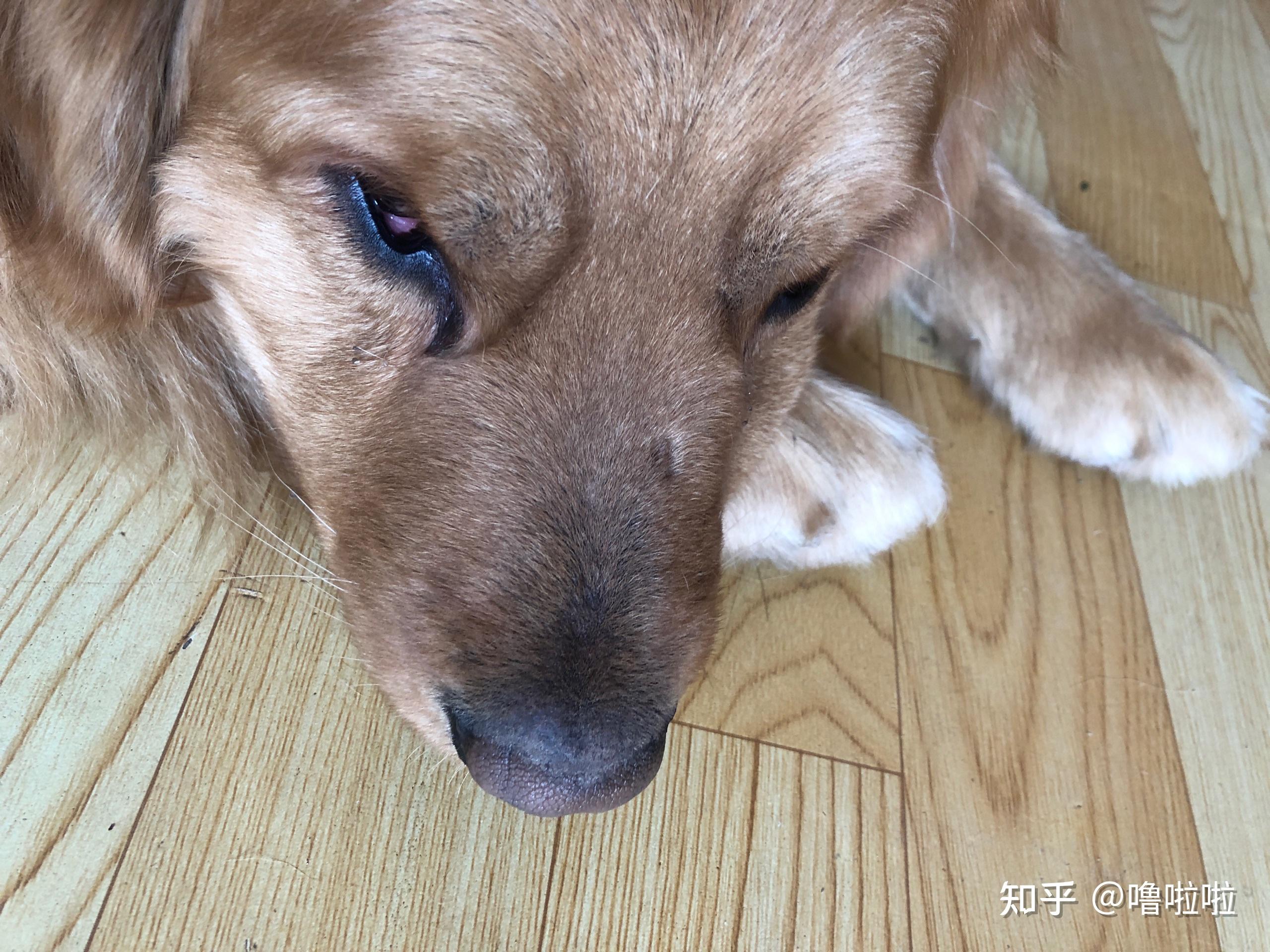 金毛下眼皮下垂而且发红是怎么回事? - 知乎