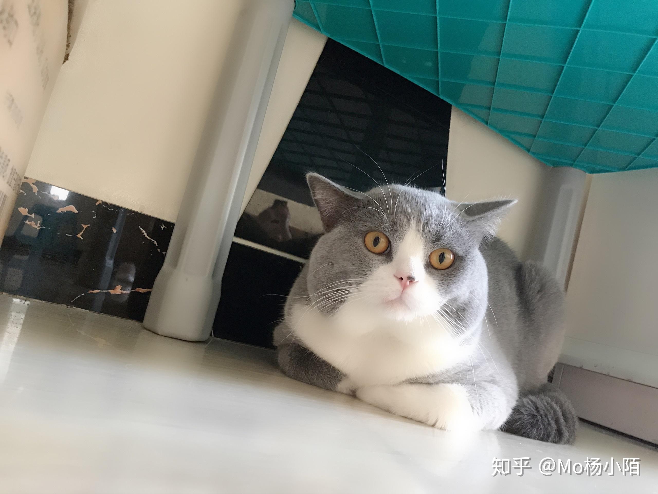 想买一只英短蓝白大概多少钱