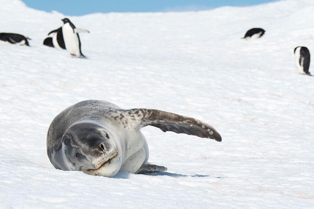 豹海豹的心思你别猜