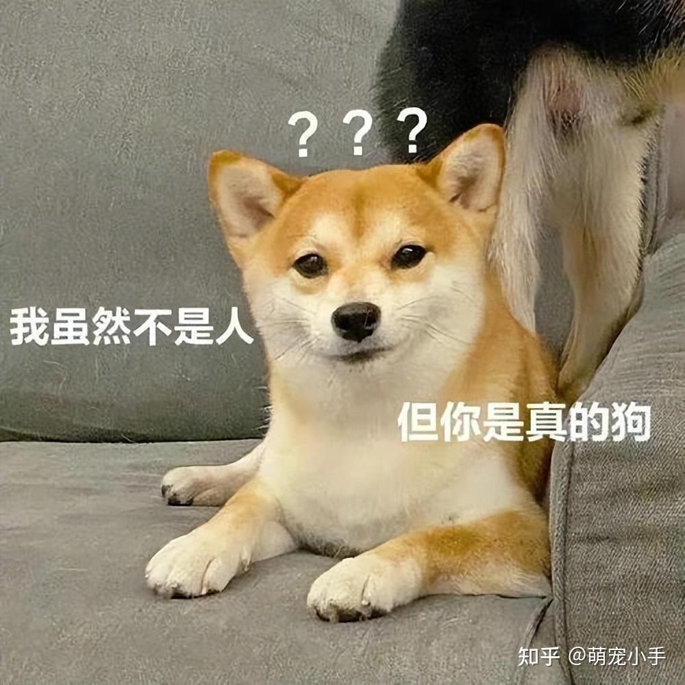 悄悄告诉你:很多人得了这几种"病",都是因为养了狗! - 知乎
