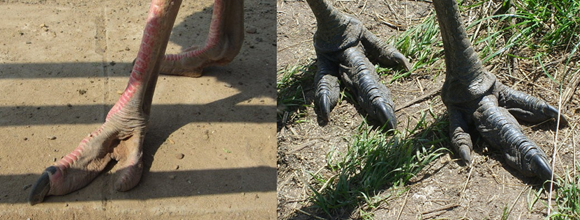 8米),结果反倒是输了……除了脚趾,鸵鸟目和鹤鸵目的区别还在于翅膀.