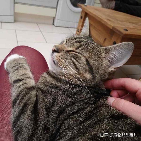 撸猫的正确姿势，猫咪最爽的5个位置和5大绝对禁区！让猫咪欲罢不能的抚摸，撸猫手法七式，了解一下？ - 知乎