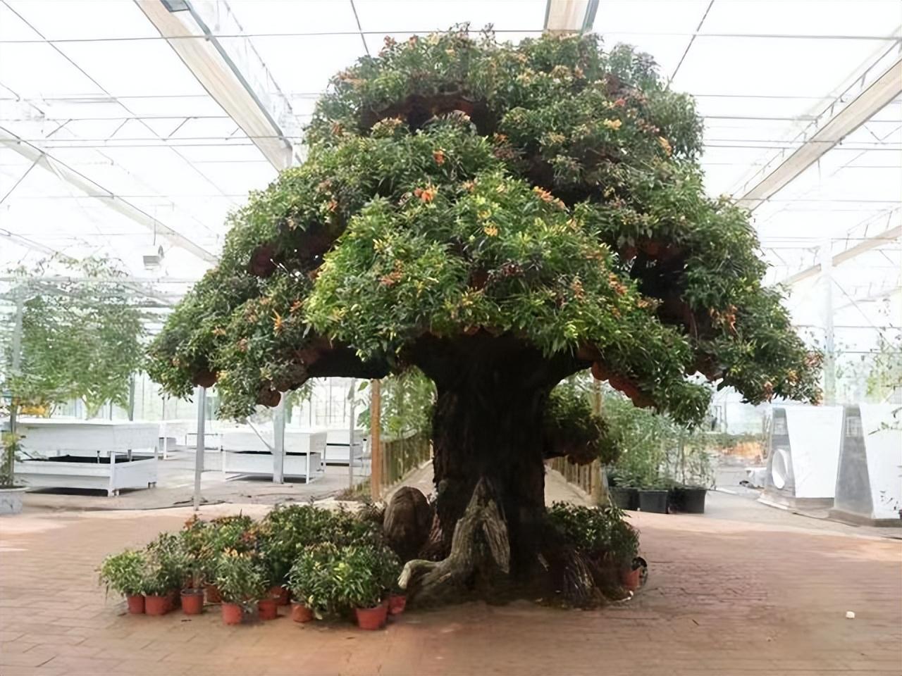 颠覆三观了!中山一女子把辣椒种成一棵树,很多人却不相信