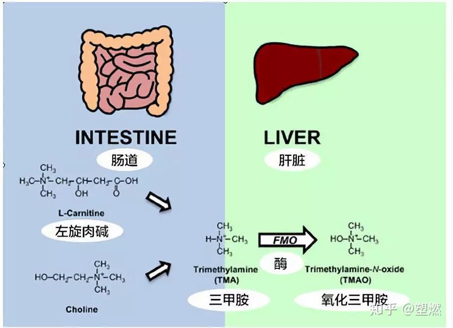 減脂神藥左旋肉鹼到底對減脂有沒有用