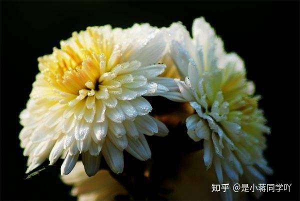 菊花泡茶也是有讲究的 - 知乎