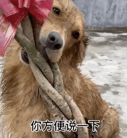 出去玩没带金毛它一怒之下断了主人的财路好狠一只狗