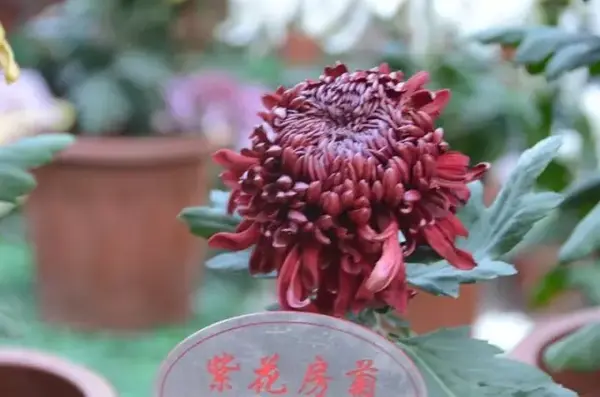 菊花的鉴赏与养护管理 知乎