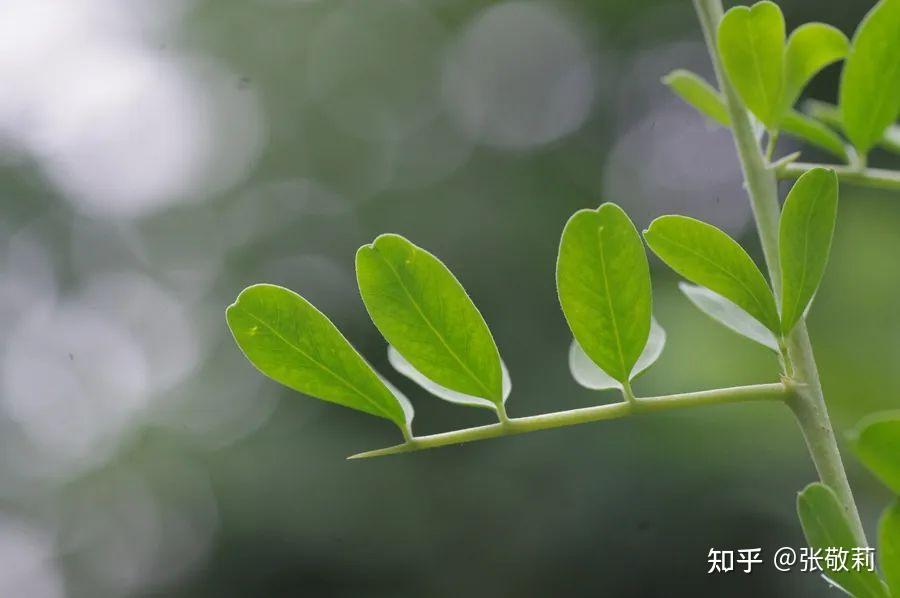 铃铛刺(盐豆木(张敬莉 摄)中文名:红花锦鸡儿拉丁学名:caragana