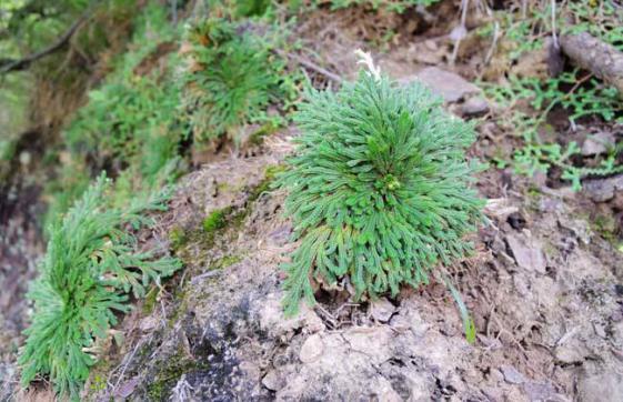 地质现在丹霞地貌类型有石峰,石墙,石堡,石柱,石脊,巷谷,石柱等多种