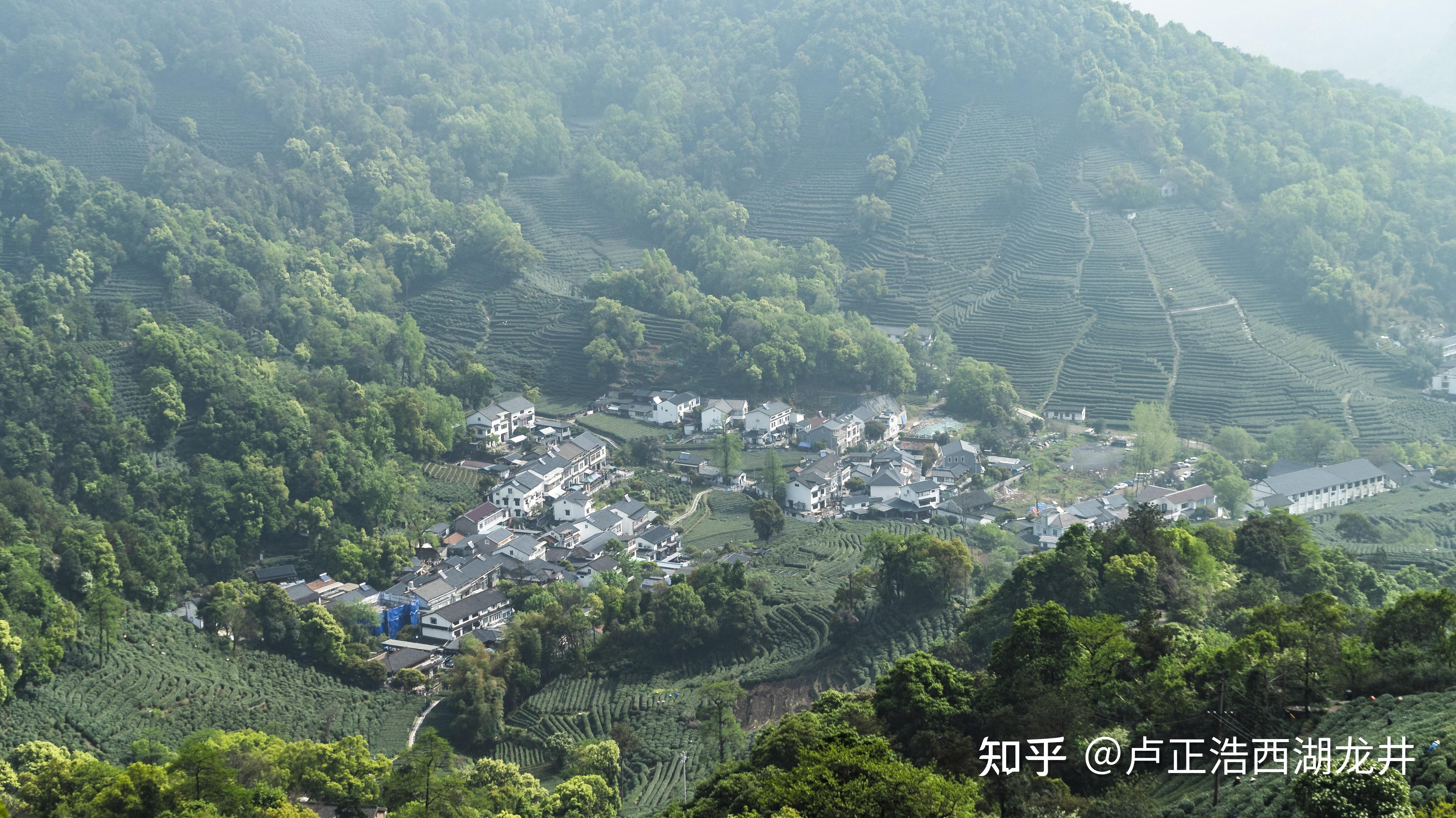 主要分佈在杭州西子湖西南側的獅峰,翁家山,虎跑,梅家塢,靈隱,龍井