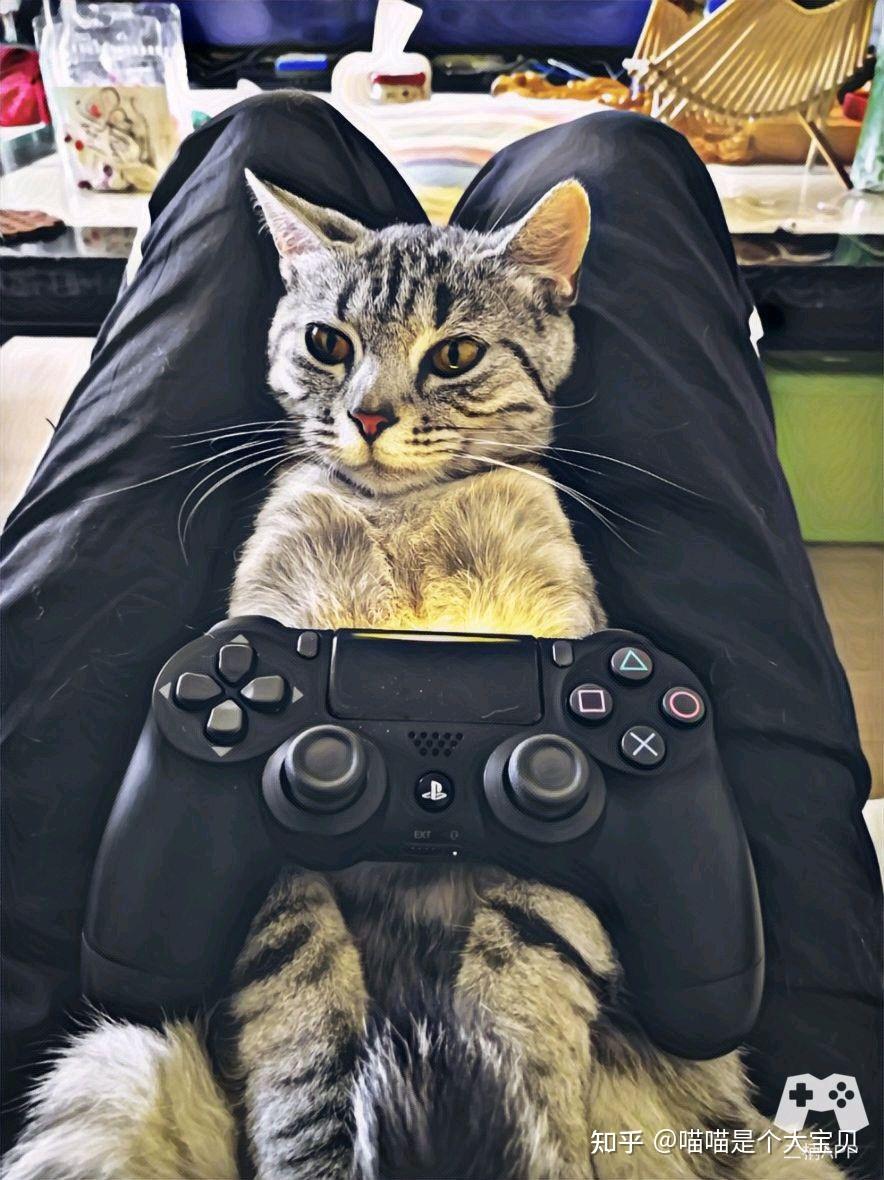 研究证明,长期养猫的人,会更健康 - 知乎