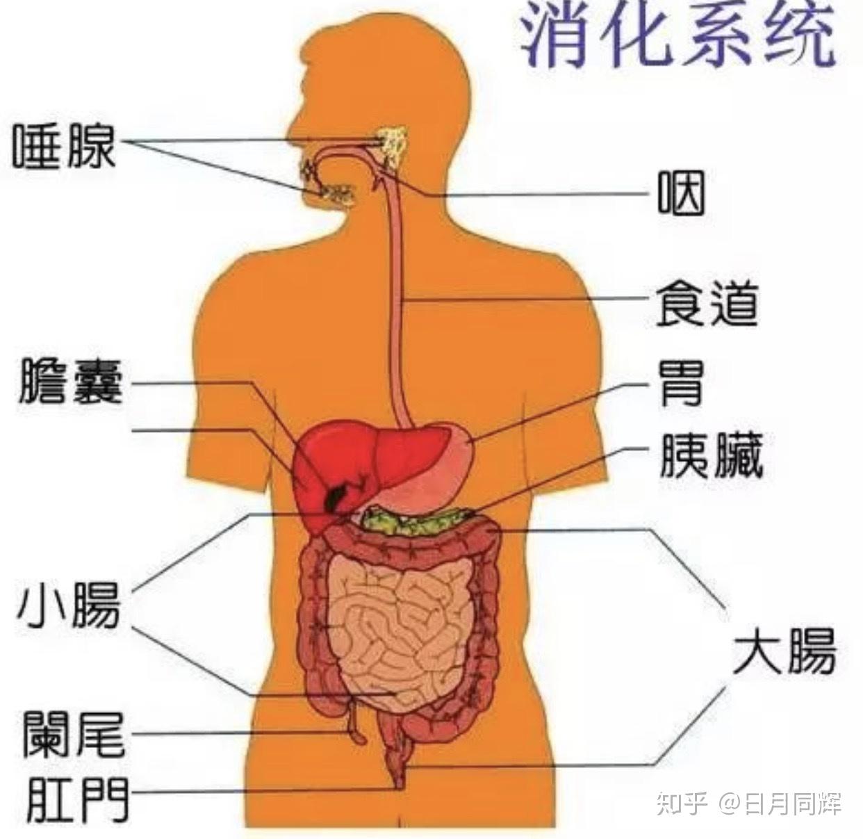 人呕吐的时候有可能把屎吐出来吗?