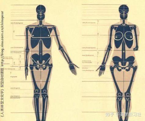 如何判断骨架大小？？ - 知乎